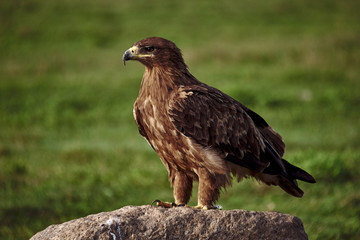 portrait of an hawk