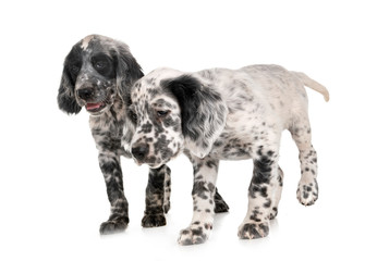 puppy english setter