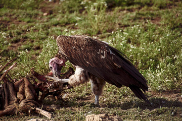  vultures eating carrion in kenya