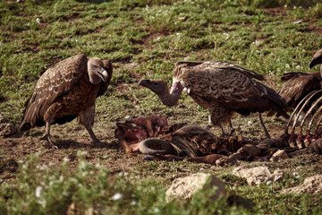  vultures eating carrion in kenya