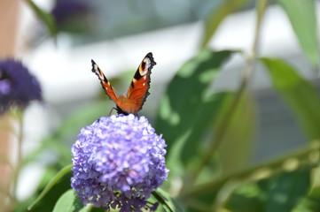 A butterfly on a buddleia flower