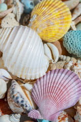 Colourful mix Seashell background, vertical composition