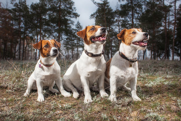 jack russell terrier dog