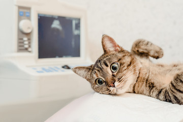 Cute cat having ultrasound scan in vet clinic