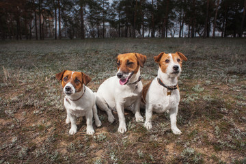 jack russell terrier dog