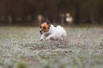 jack russell terrier dog