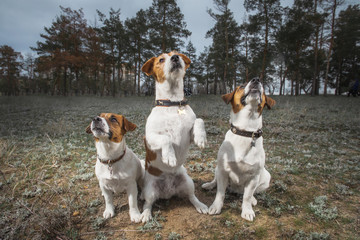 jack russell terrier dog
