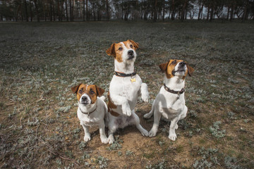 jack russell terrier dog