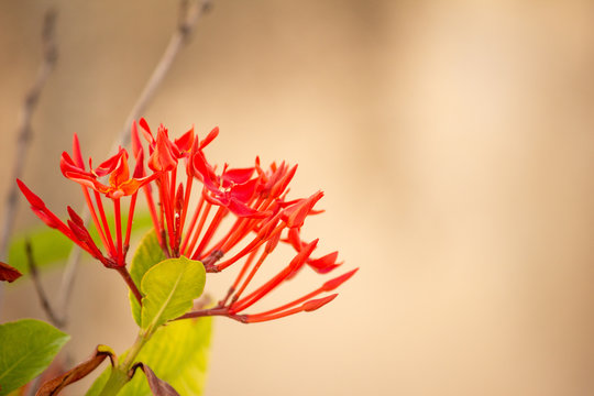 Beautiful Red flowers in bloom
