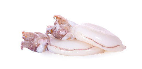 fresh squids on white background