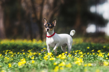 toy fox terrier dog