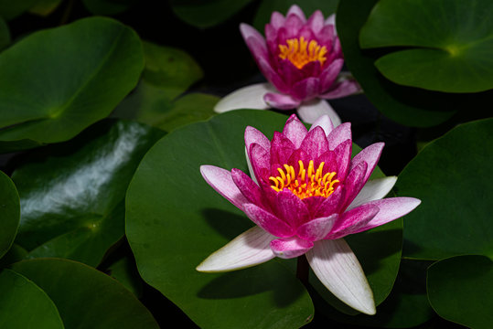 Close-up photo of the lotus, Close-up lotus blossom
