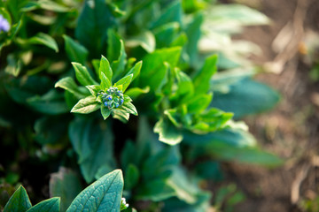 Close up of greenery freshness nature green leaf in field. Nature beautiful background