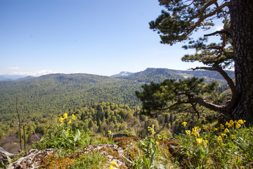 landscape nature forest