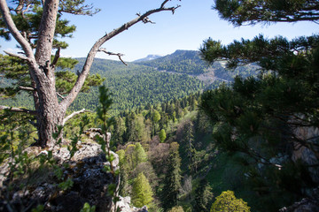 landscape nature forest