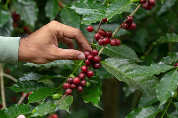 Fresh Arabica Coffee beans ripening on tree in North of thailand