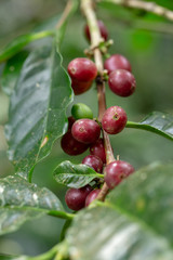 Fresh Arabica Coffee beans ripening on tree in North of thailand