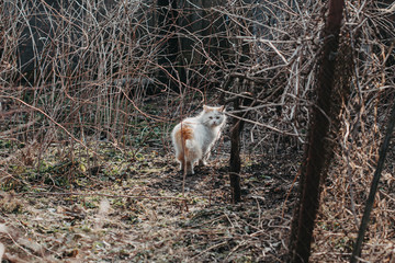 Fluffy cat outdoor