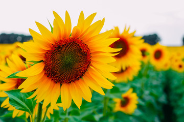 sunflowers in a field in cloudy weather. Close-up
