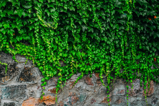 Ivy on the stone wall. background and place for text. greenery on a stone background © ir1ska