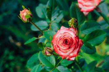 two-tone white rose with red in the garden on a green background. view from above. space for text