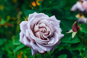 View from above. purple rose flower blooming in the garden of green background. Texture or text space