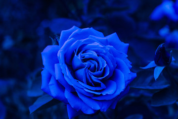 Texture or text space. View from above. blue rose flower blooming in the garden of blue background.
