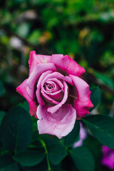 View from above. purple rose flower blooming in the garden of green background. Texture or text space