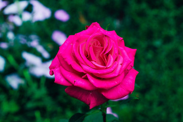 Pink with white rose flower blooming in the garden of green background. Texture or text space