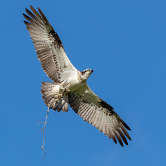 Osprey in flight with nest building materials