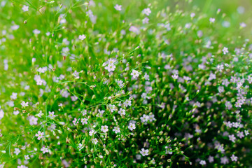 lilac wildflowers close up on a green plan