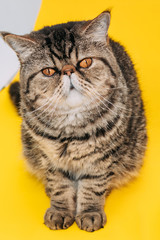 exotic shorthair cat with yellow eyes on a yellow background. tabby