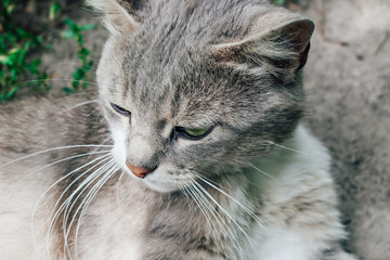 Homeless gray cat. Photo of a cat near. Gray cat with green eyes
