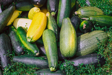 a bunch of zucchini lies on the grass. Yellow and green zucchini
