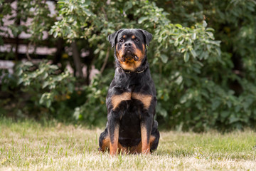 rottweiler dog animal portrait