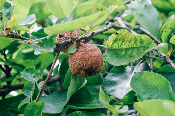 Monilinia fructigena. A sick apple with obvious signs of lesion growing on a branch. Garden tree disease