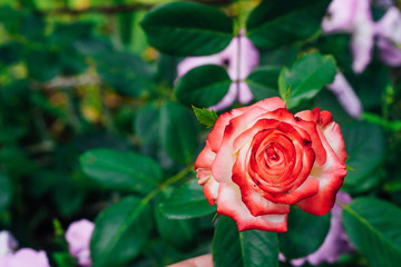 two-tone white rose with red in the garden on a green background. view from above. space for text