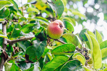 Erwinia amylovora. Sick leaves of an apple tree. Disease of the garden tree.