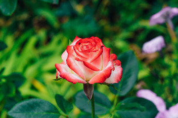 two-tone white rose with red in the garden on a green background. view from above. space for text
