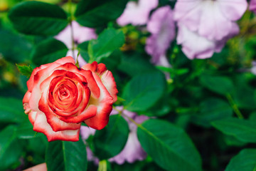 two-tone white rose with red in the garden on a green background. view from above. space for text
