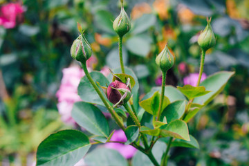 closed lilac rose bud on a green background of foliage