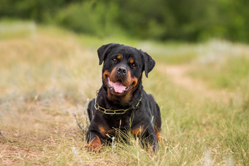 rottweiler dog animal portrait