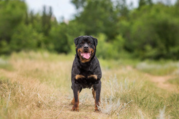 rottweiler dog animal portrait