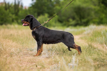 rottweiler dog animal portrait