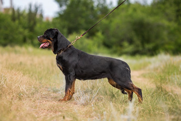 rottweiler dog animal portrait