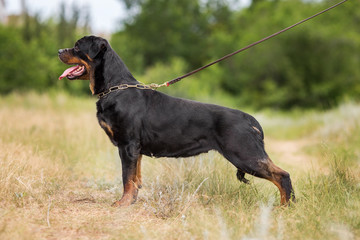 rottweiler dog animal portrait