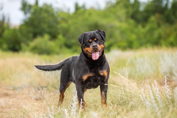 rottweiler dog animal portrait