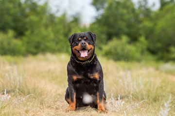rottweiler dog animal portrait