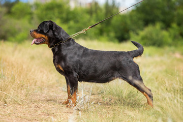 rottweiler dog animal portrait