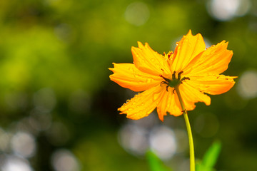 Yellow Cosmos flower on rainy day with blur background. - 282389942